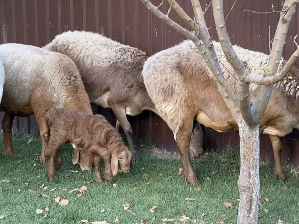 Sheep, Arashan sheep