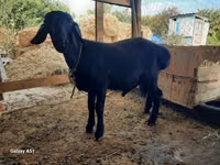 የጎትት አውራ በግ, Sheep — ፎቶ 1