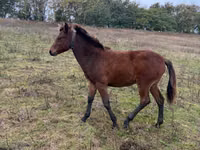 Klisna, Koně — foto 2