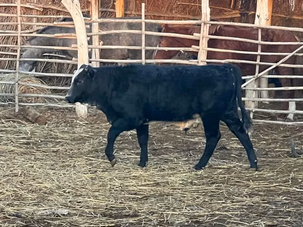 公牛, Aberdeen-Angus — 哈萨克斯坦