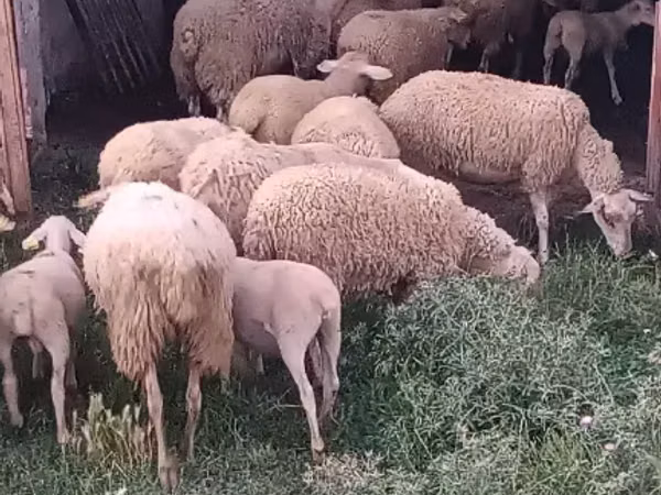 Ram, Sheep