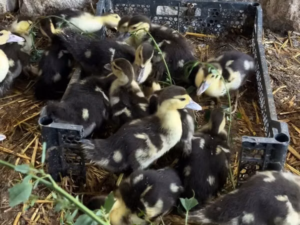 Ducks — Азербайджан