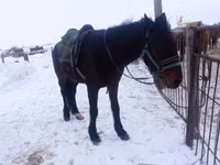 اسب نر, Kazakh horse — عکس 5