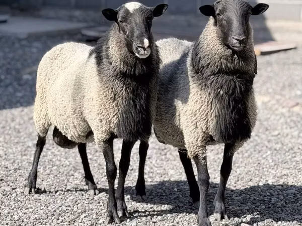 Ram, Romanov sheep — Kyrgyzstan