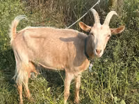 Echki, Nubian Goat — 2-rasm