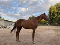 ሴት ፈረስ, Canadian horse breed — ፎቶ 2