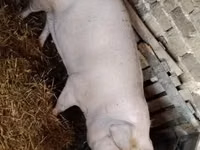 Säue, Schweine — Foto 2
