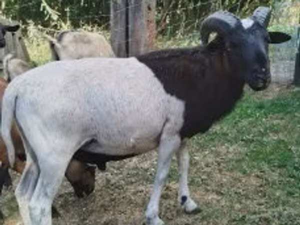 Ovan, Cameroon sheep — Мађарска