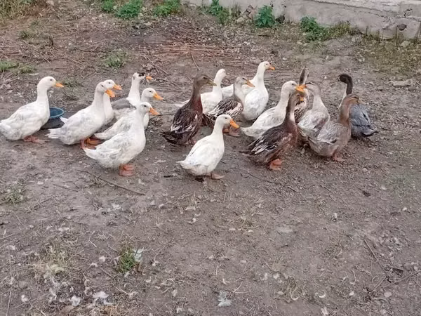 Ducks — Armeeniya