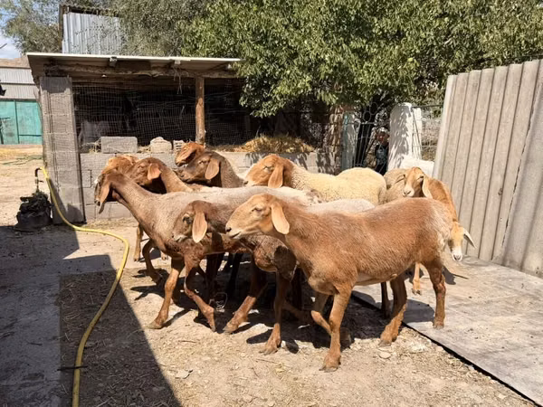 雌羊, Baerchuke sheep
