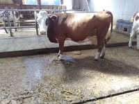 Cow, Montbéliarde — photo 3