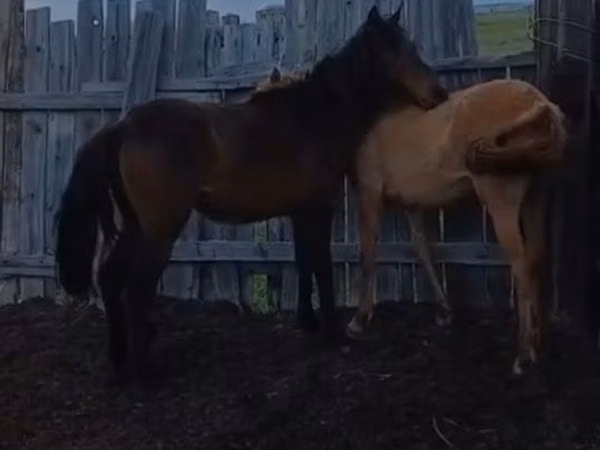 Kuda betina, Horses — Kazakhstan