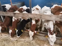 Bika, Simmental cattle — 3. fotó