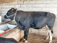 Bull, Aberdeen-Angus — photo 5