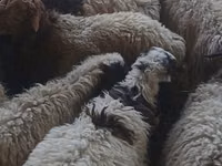 قوچ, گوسفند — عکس 3