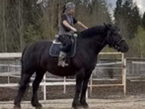 Cavalla, Percheron — Russia