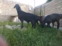 Ram, Rhon sheep — photo 1