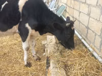 황소, Russian Black pied cattle — 사진 4
