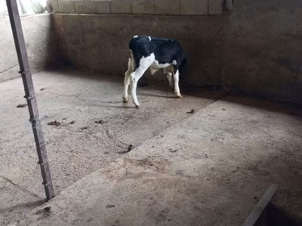 วัวตัวผู้, Russian Black pied cattle