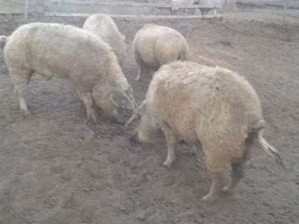 Sow,  — Hungary