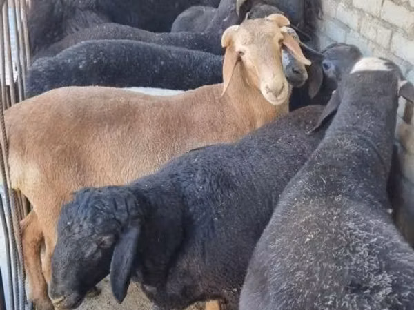 گوسفند (گروه، جنسیت مشخص نشده), گوسفند
