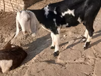 Koza, Beetal goats — foto 4