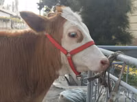 Гововмол (партия, ҷинс муайян нашудааст), Simmental cattle — акс 1