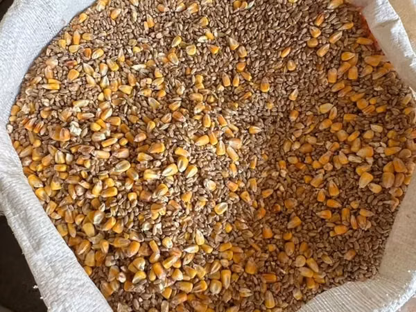 Кормовая зерносмесь для птицы и животных Состав: - кукуруза (цельное