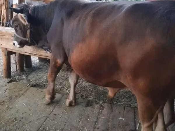 Bull, Swiss cattle — Kyrgyzstan