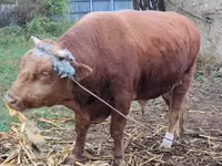 Bull, Cattle — photo 1