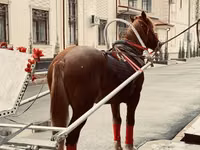ፈረስ, Horses — ፎቶ 4