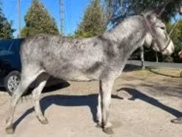 Kuda betina, Horses — Hungaria