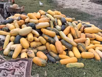 Продаю тыкву для животных — снимка 2