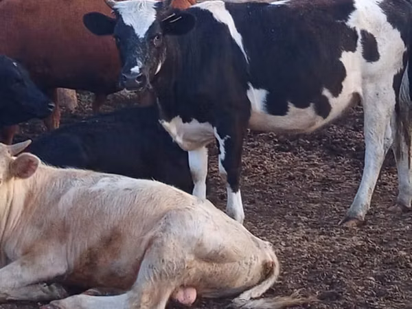 Bull, Holstein breed — Kazakhstan