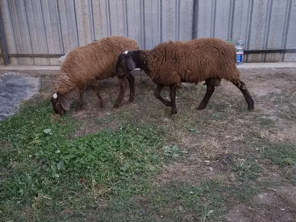 公羊, Sheep — 哈萨克斯坦