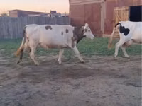 ძროხა, Russian Black pied cattle — ფოტო 2