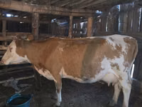 Cow, Simmental cattle — photo 1