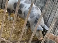 Locha, Świnie — zdjęcie 6