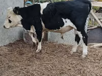 Toro, Mucca kazaka a testa bianca — foto 3