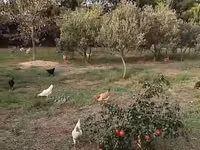 Chickens — photo 1
