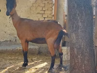 Capra, Alpine goat — foto 1