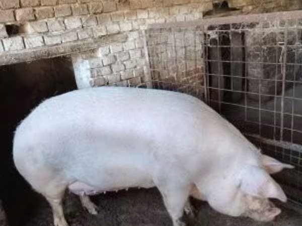 Prasnice,  — Maďarsko