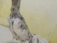 Chickens — photo 1