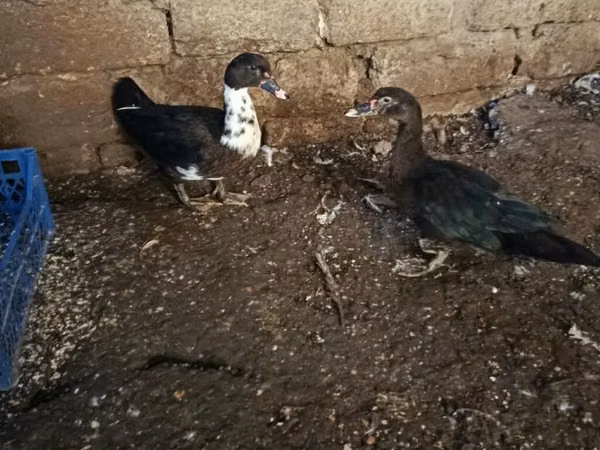 Domestic Muscovy — Azerbaijan