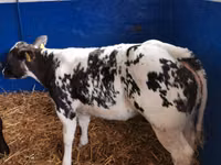 Bull, Simmental cattle — photo 1
