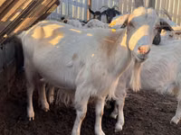 Goat, Saanen goat — photo 3