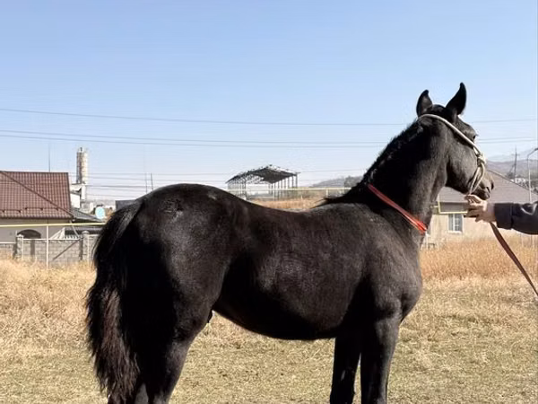 Farasi dume, Arabian horse