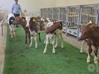Bull, Cattle — photo 2