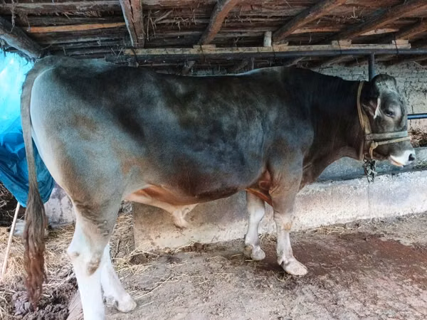 Cattle (batch, sex not specified), Cattle — Uzbekistan