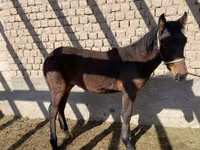 Koně (série, pohlaví neuvedeno), Kyrgyz Horse — foto 5